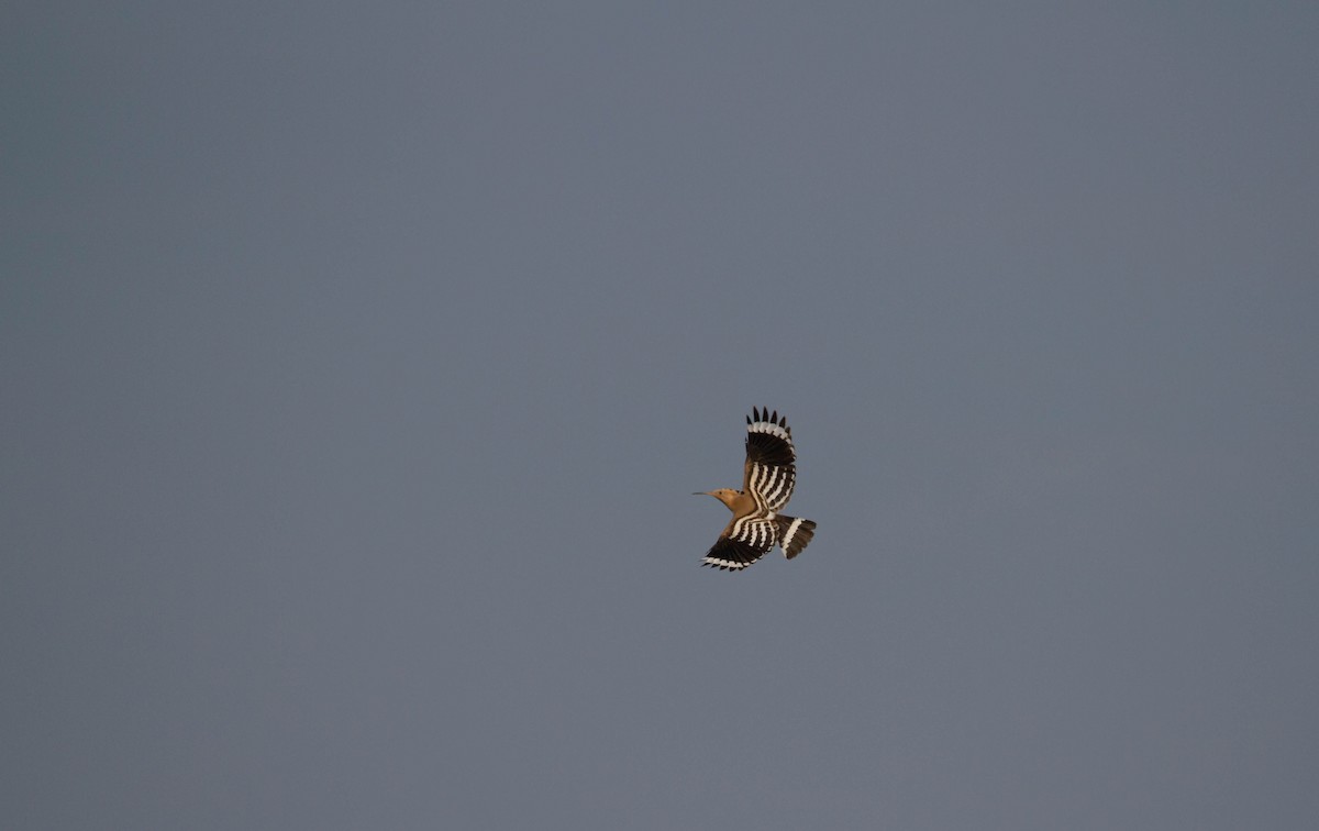 Eurasian Hoopoe - ML413037711