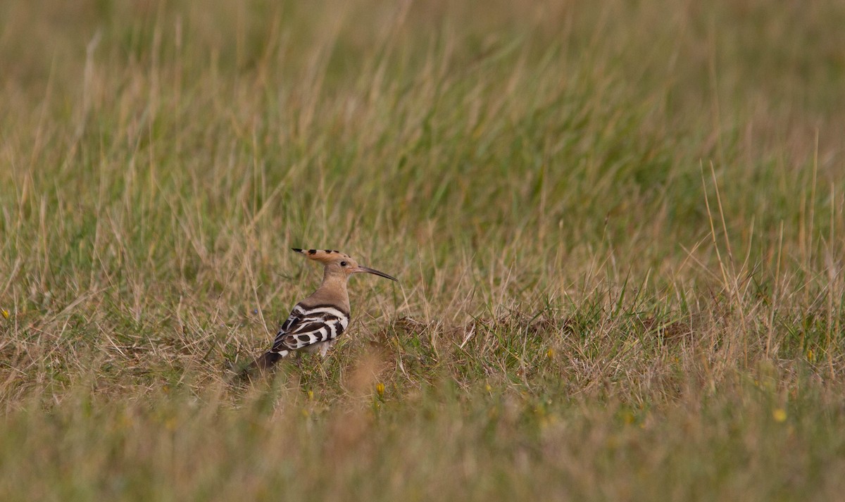 Eurasian Hoopoe - Davy Bosman