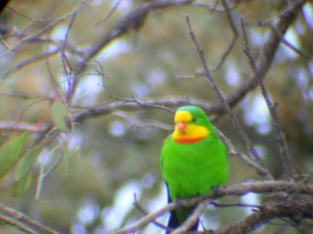 Superb Parrot - ML413037791