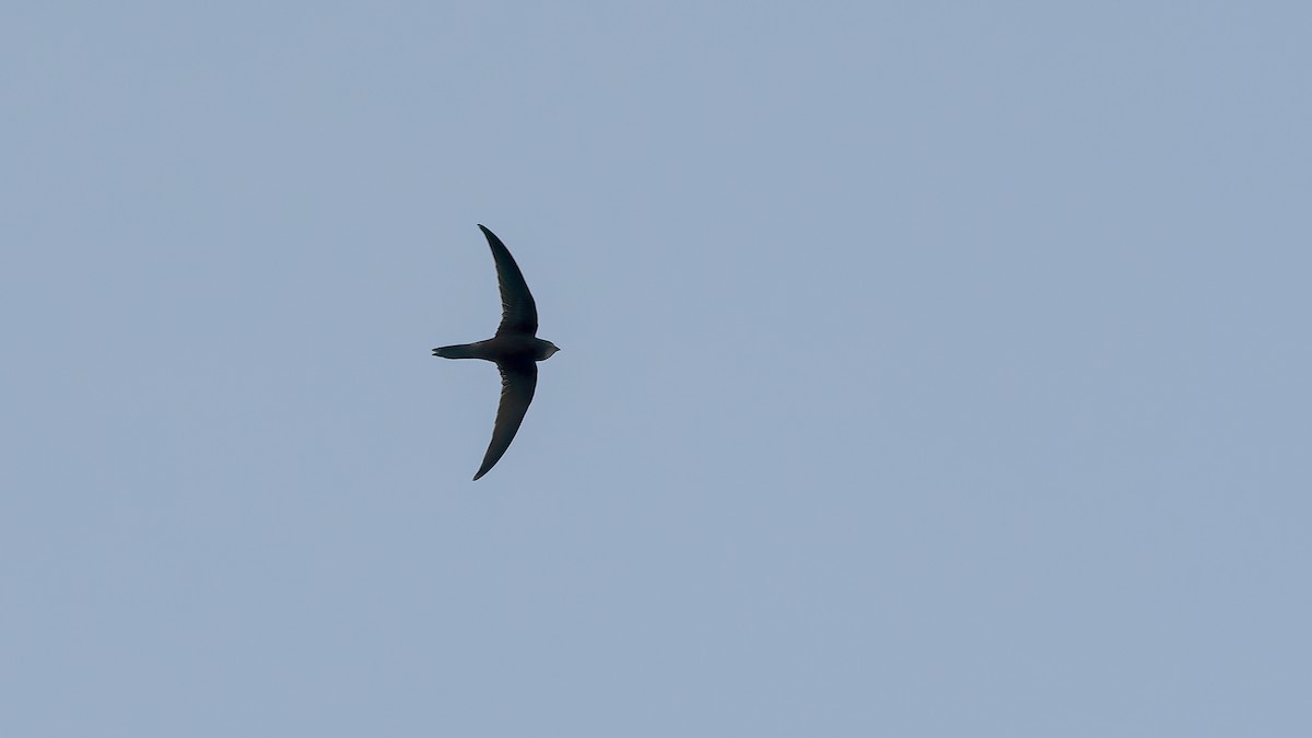 Common Swift - ML413037941