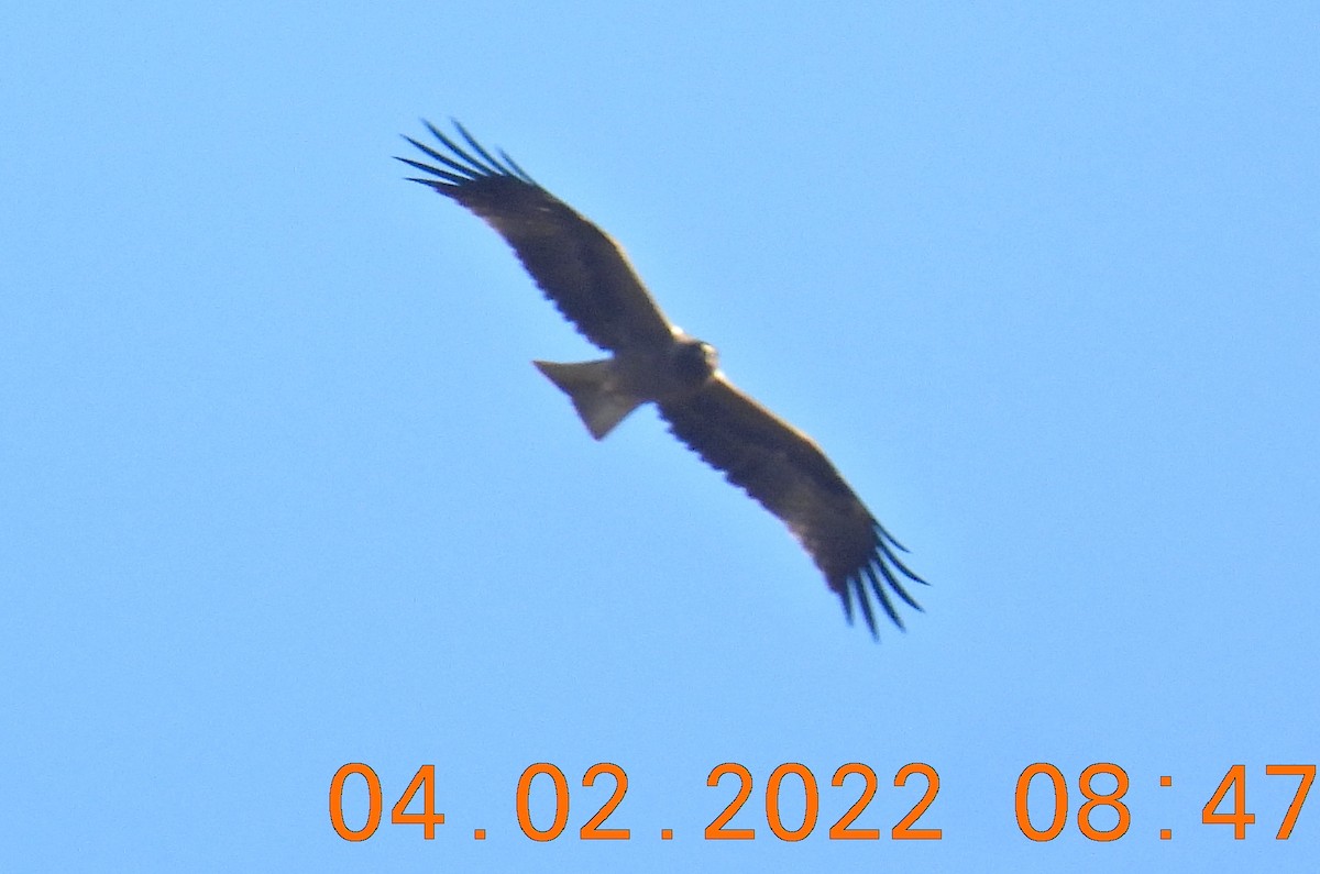 Águila Calzada - ML413038181