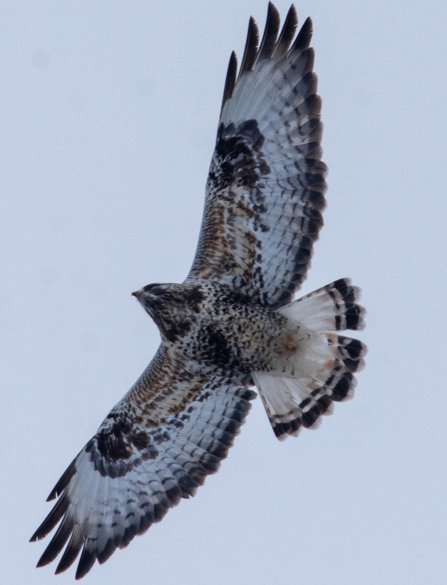 Rough-legged Hawk - Andrii Radzhabov