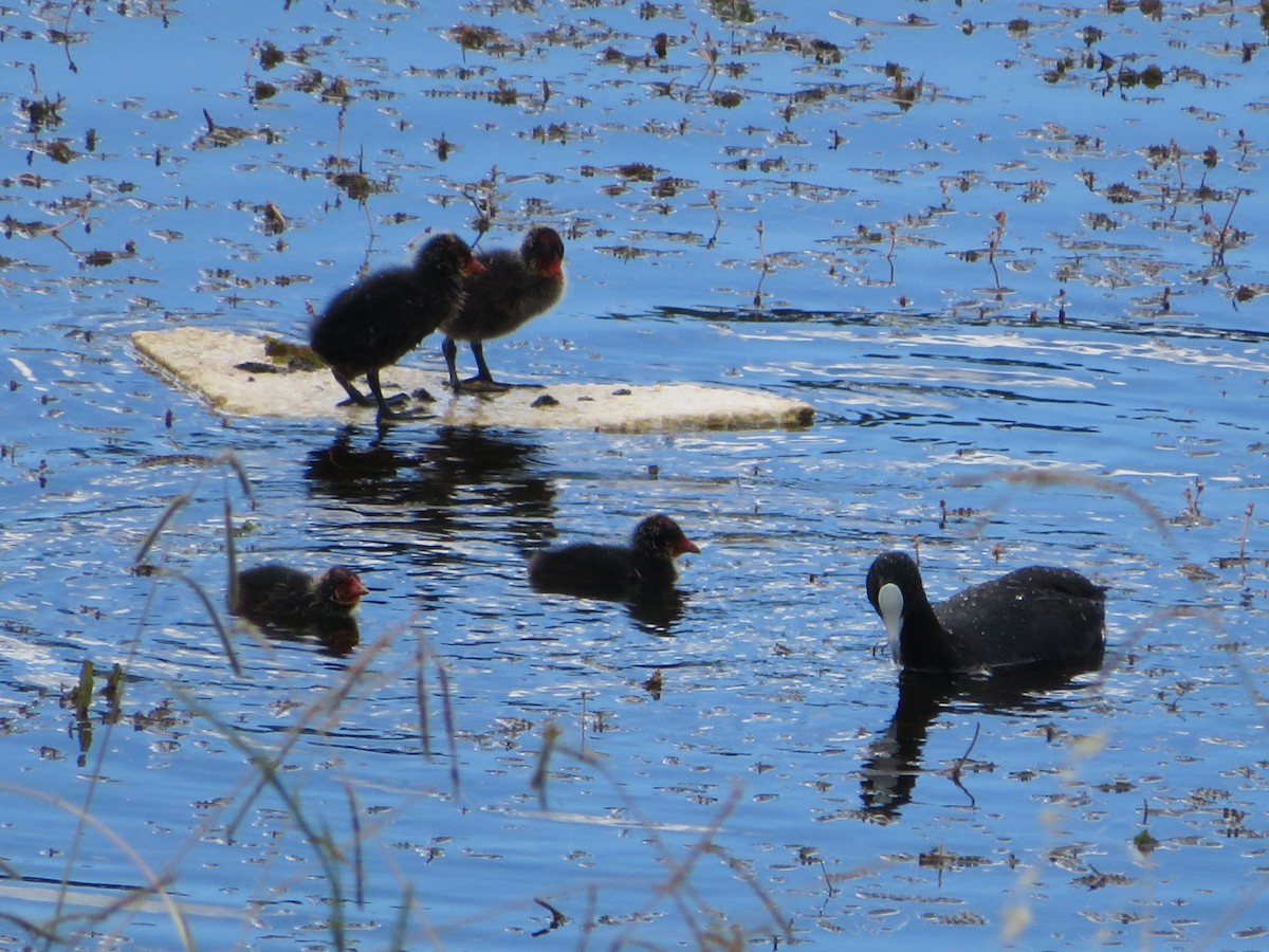 Eurasian Coot - ML413041381