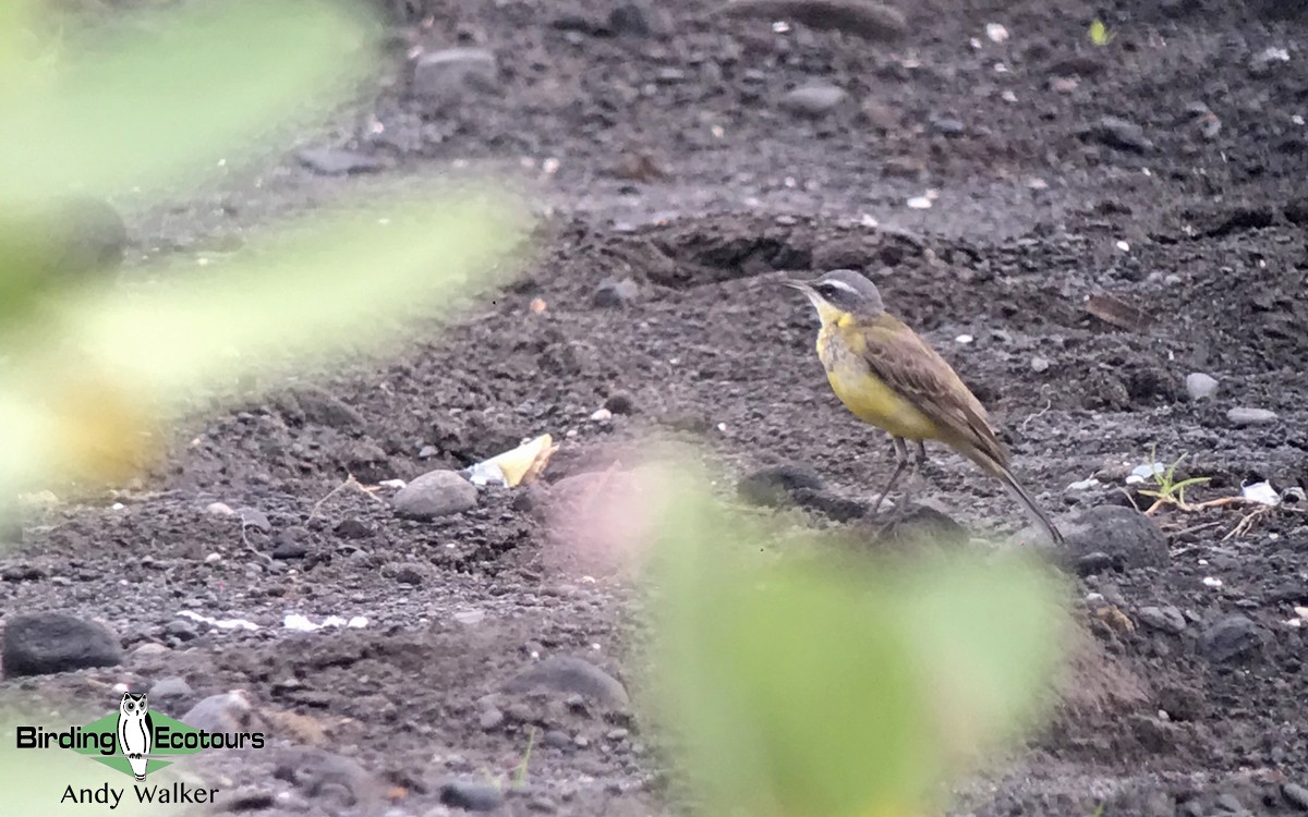 Eastern Yellow Wagtail - Andy Walker - Birding Ecotours