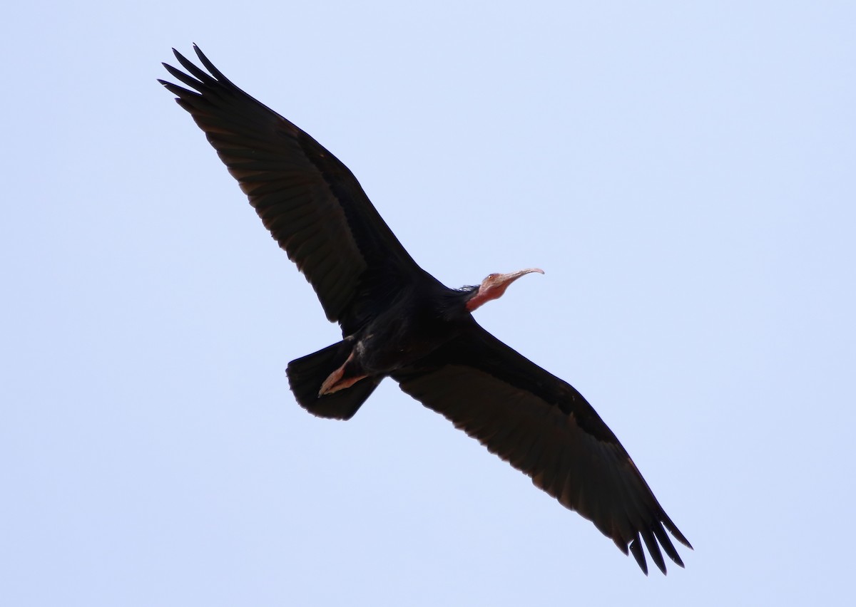 Northern Bald Ibis - Gareth Hughes