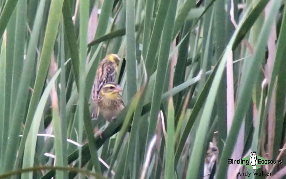 Streaked Weaver - Andy Walker - Birding Ecotours