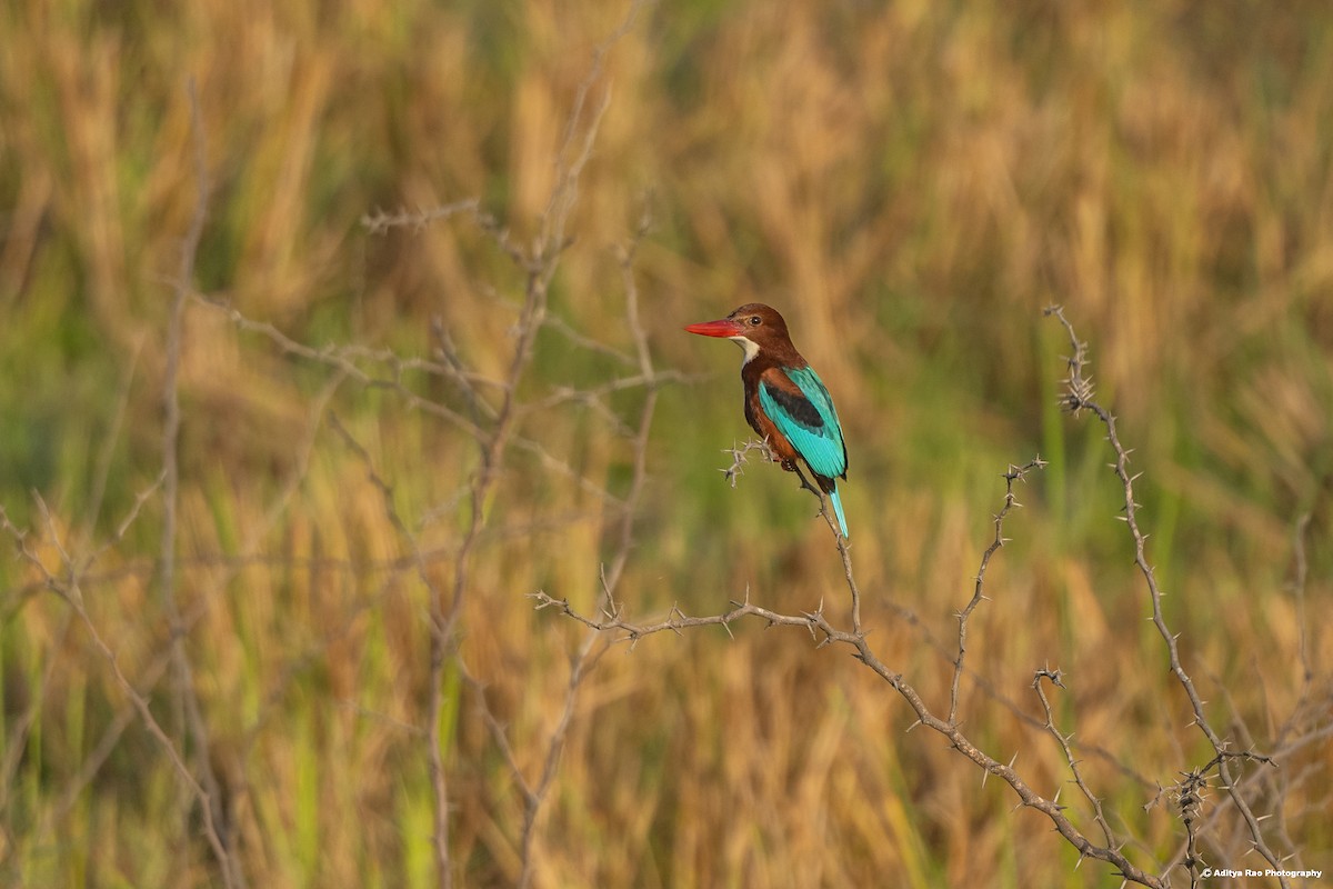 White-throated Kingfisher - ML413043791