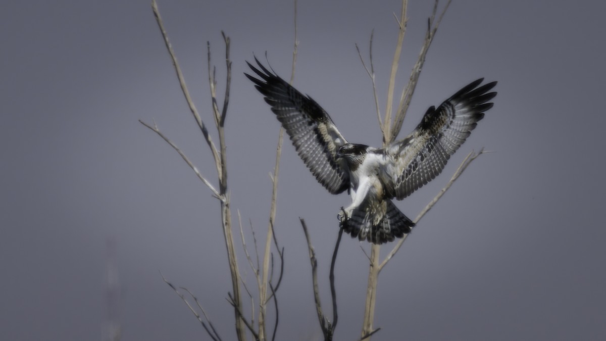 Águila Pescadora (haliaetus) - ML413044781