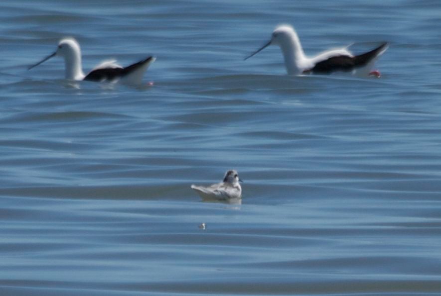 Red-necked Phalarope - ML413046161