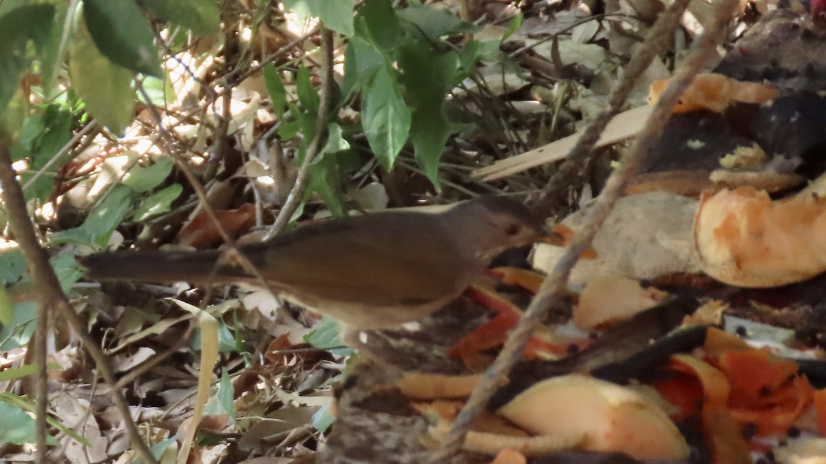 Pale-breasted Thrush - ML413047641