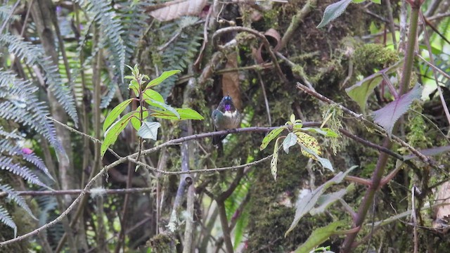 Colibrí Gorjiamatista (grupo amethysticollis) - ML413047681