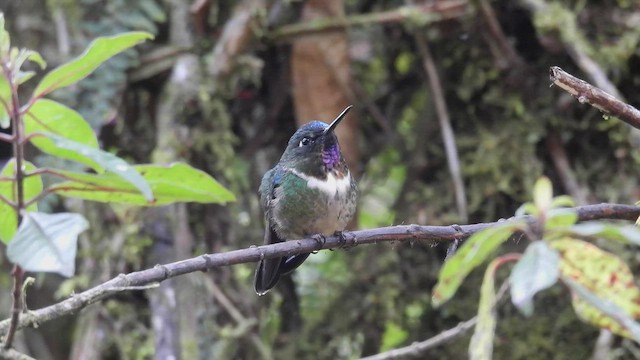 Colibrí Gorjiamatista (grupo amethysticollis) - ML413047691