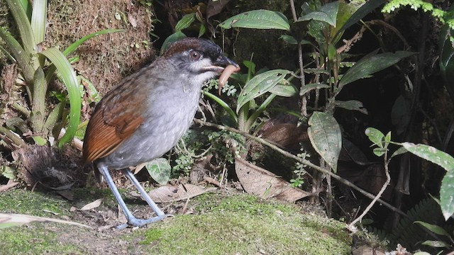 Zügelfleck-Ameisenpitta - ML413048181