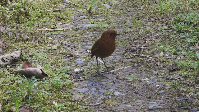 Equatorial Antpitta - ML413048231