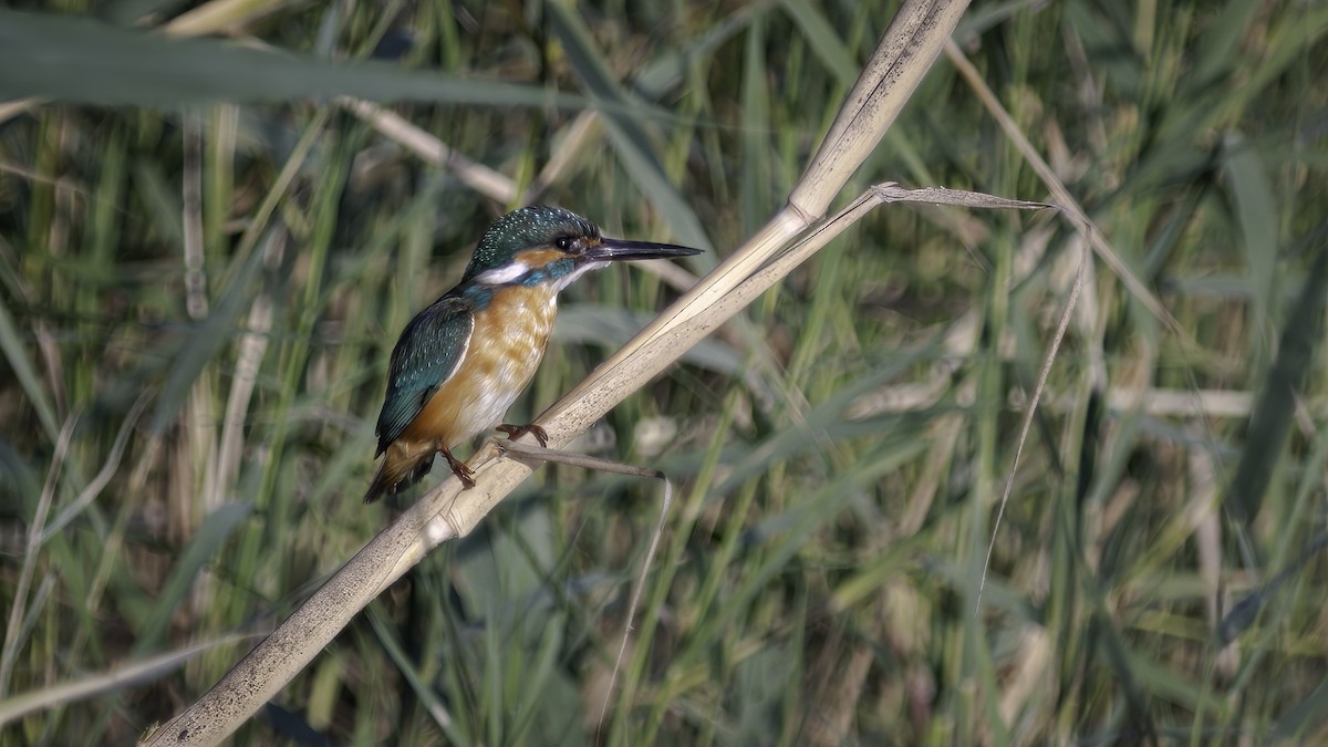 Common Kingfisher (Common) - ML413048651