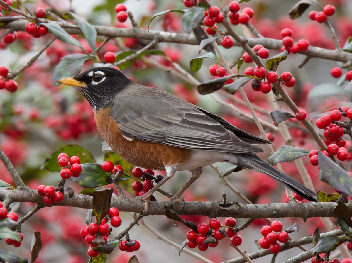 American Robin - Jack and Shirley Foreman