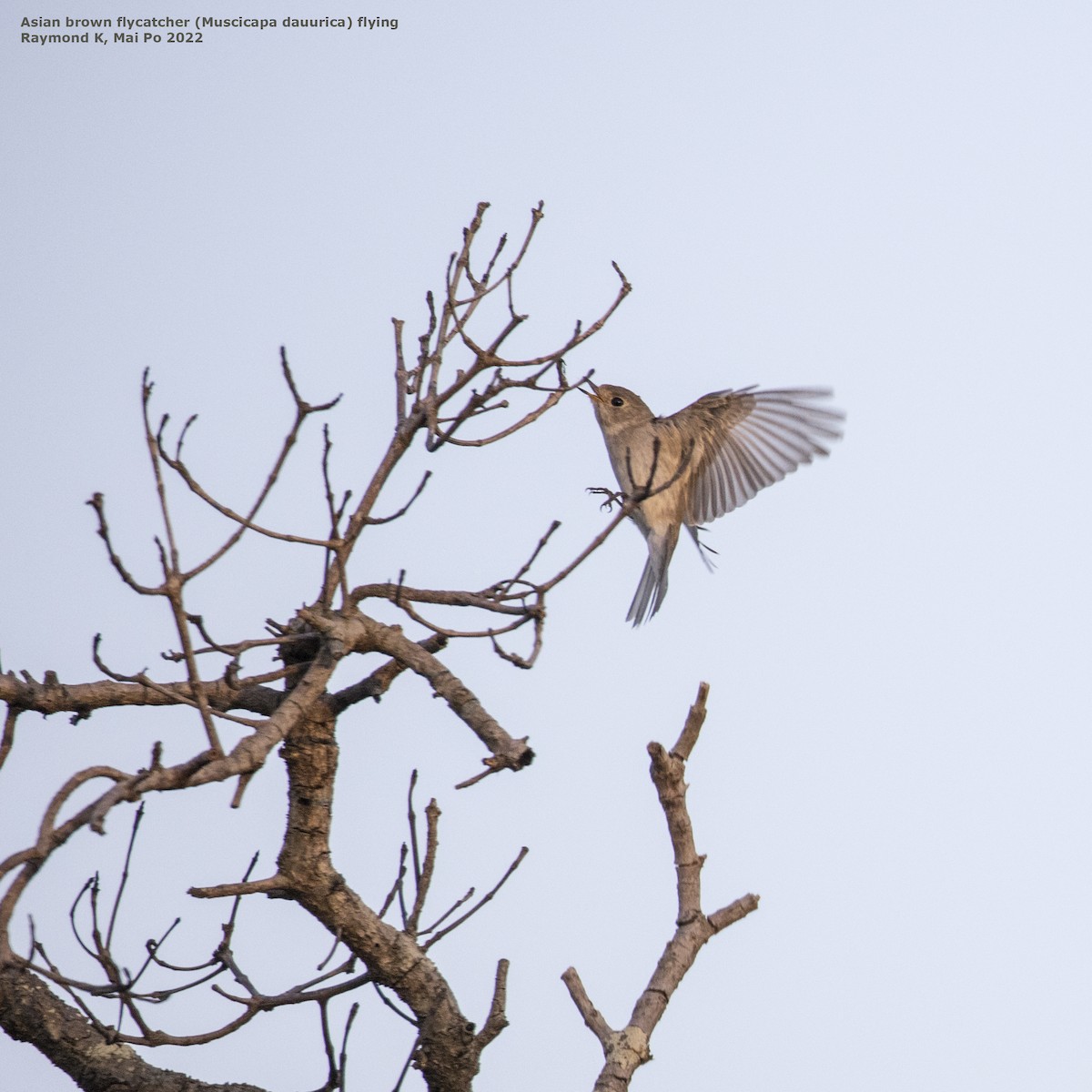 Asian Brown Flycatcher - ML413051201