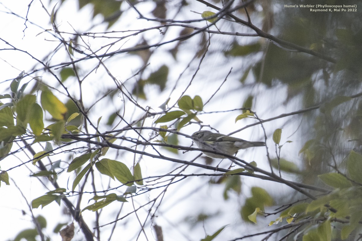 Hume's Warbler - ML413051591