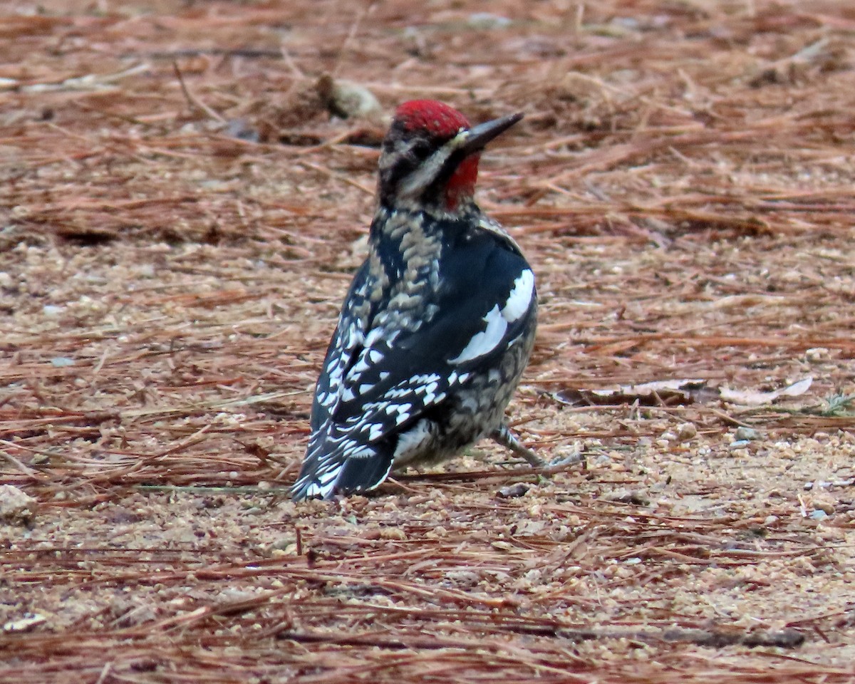 Yellow-bellied Sapsucker - ML413051801