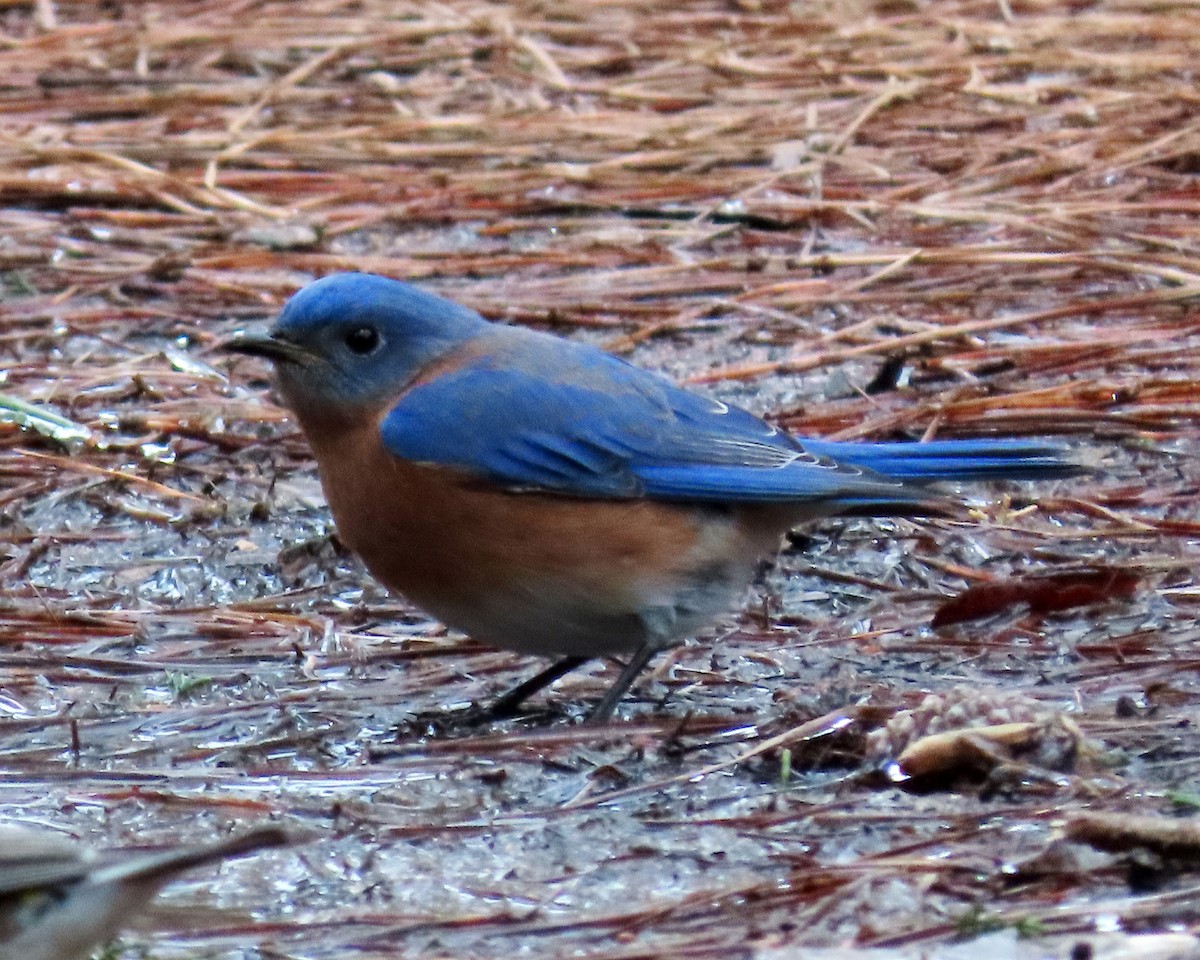 Eastern Bluebird - ML413051831
