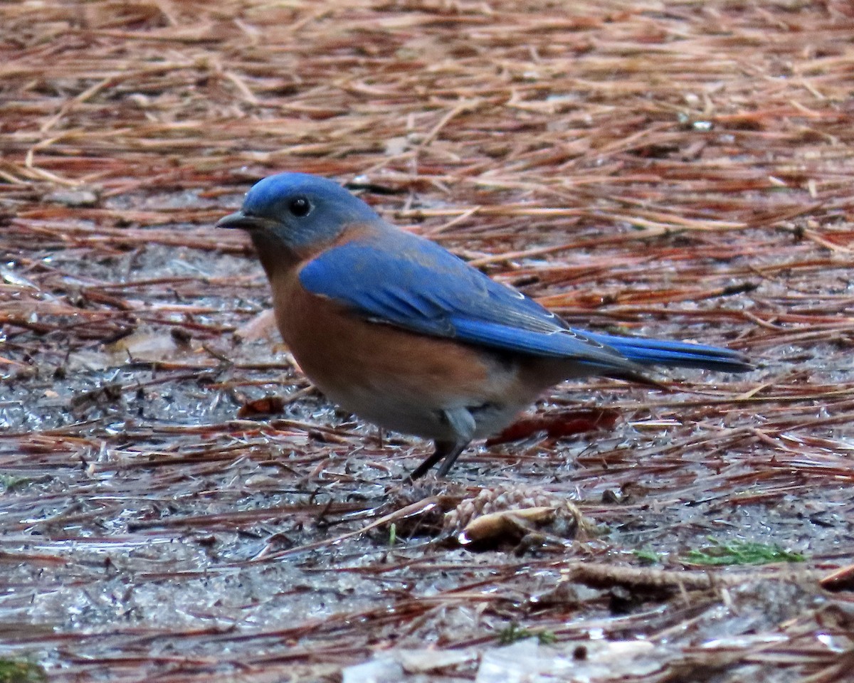 Eastern Bluebird - ML413051841