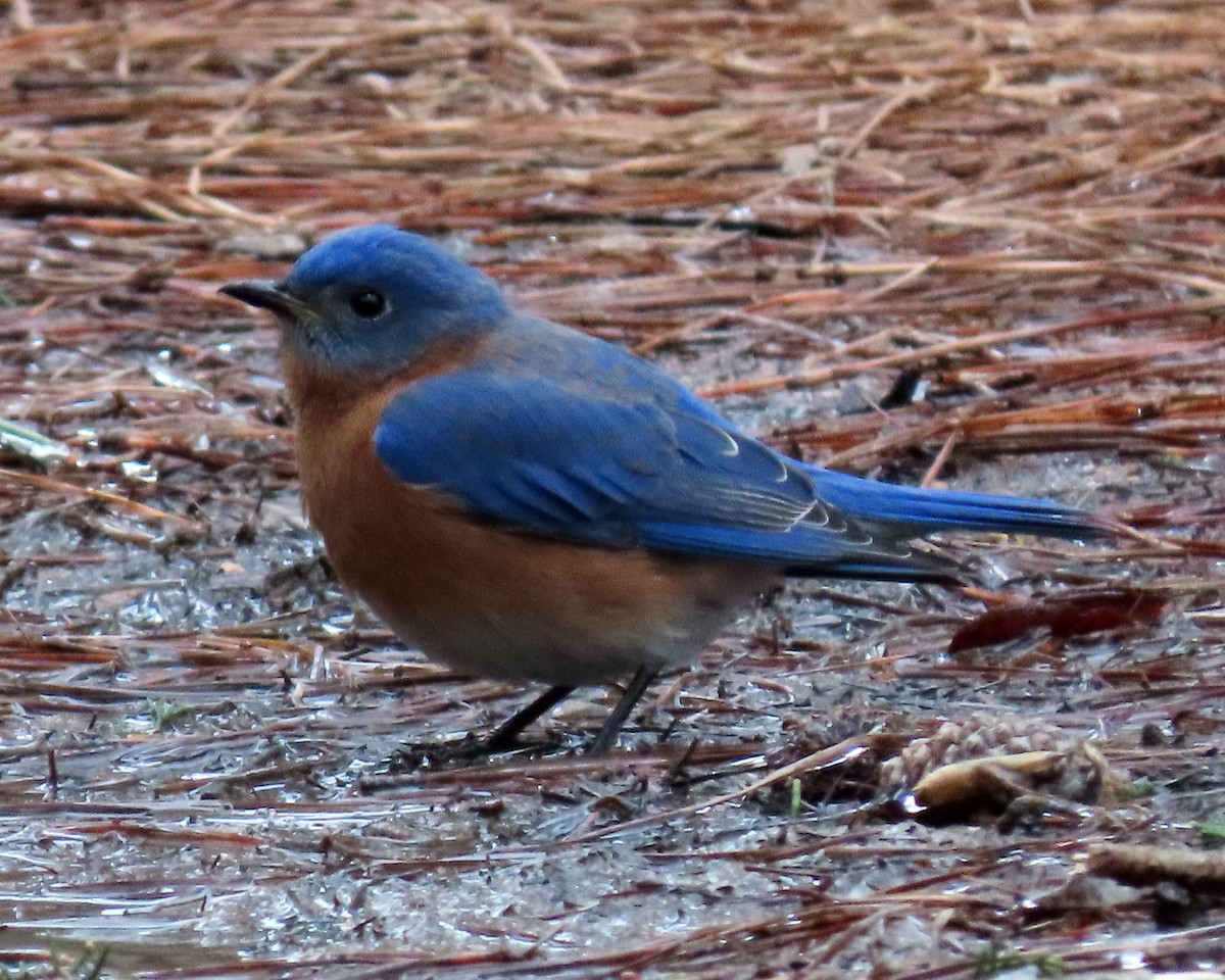 Eastern Bluebird - ML413051891