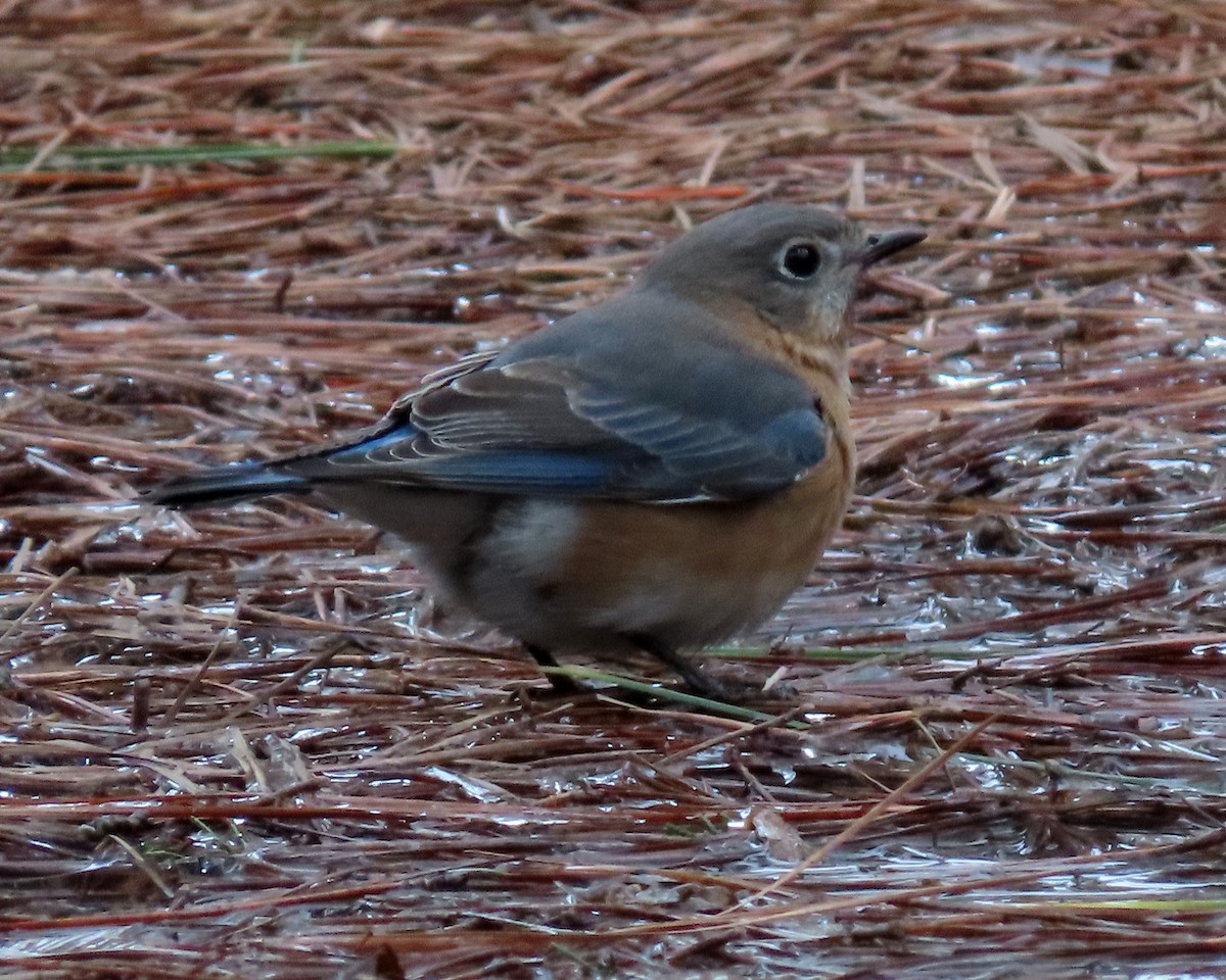 Eastern Bluebird - ML413051961