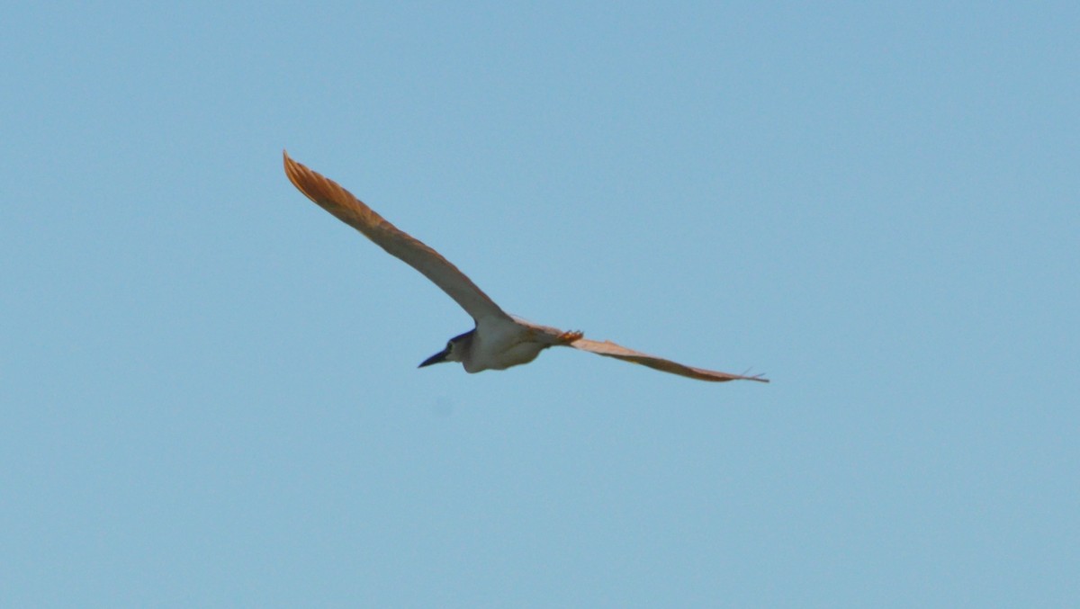 Nankeen Night Heron - ML413051991