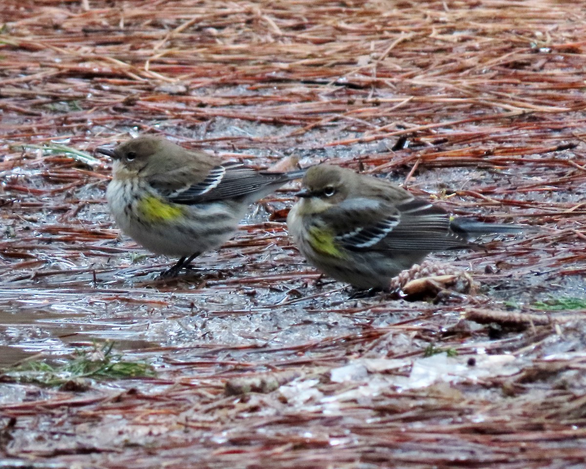 Yellow-rumped Warbler - ML413052081