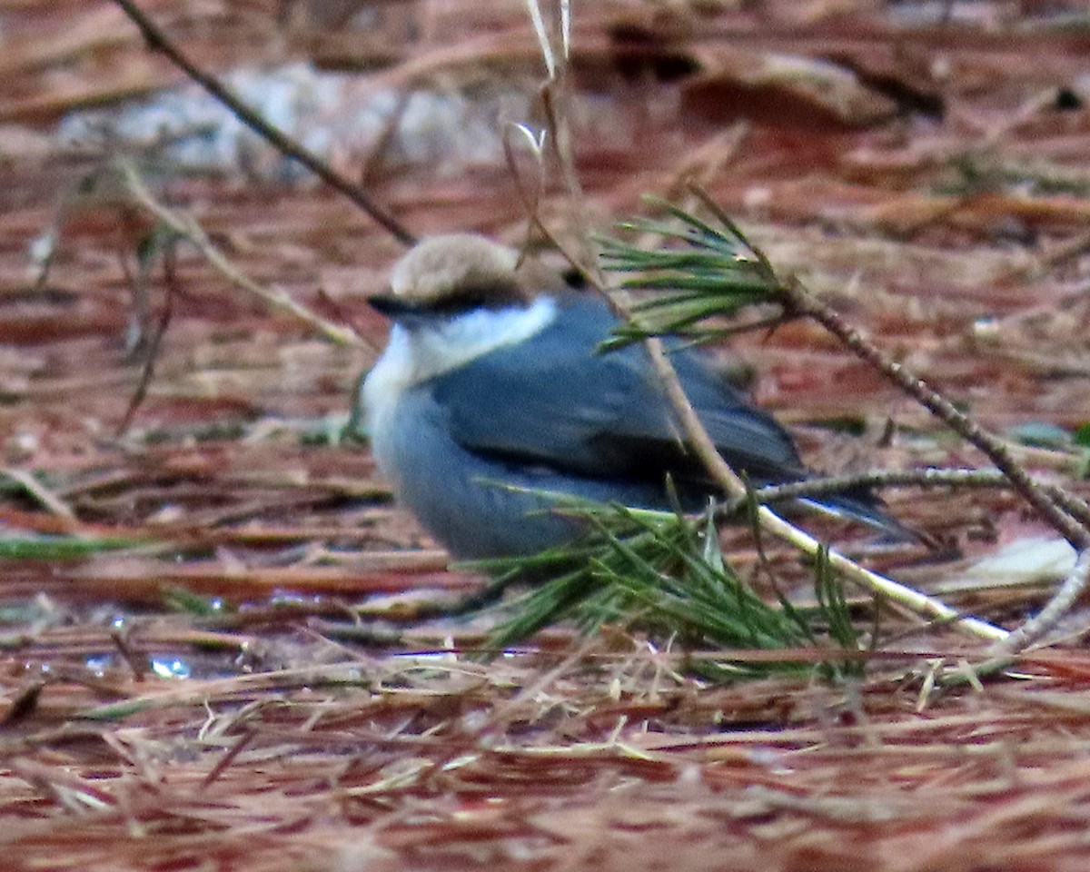 Brown-headed Nuthatch - ML413052161