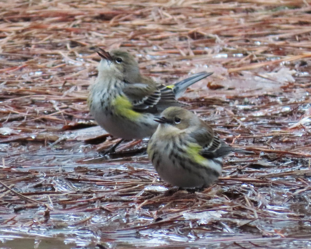Yellow-rumped Warbler - ML413052171