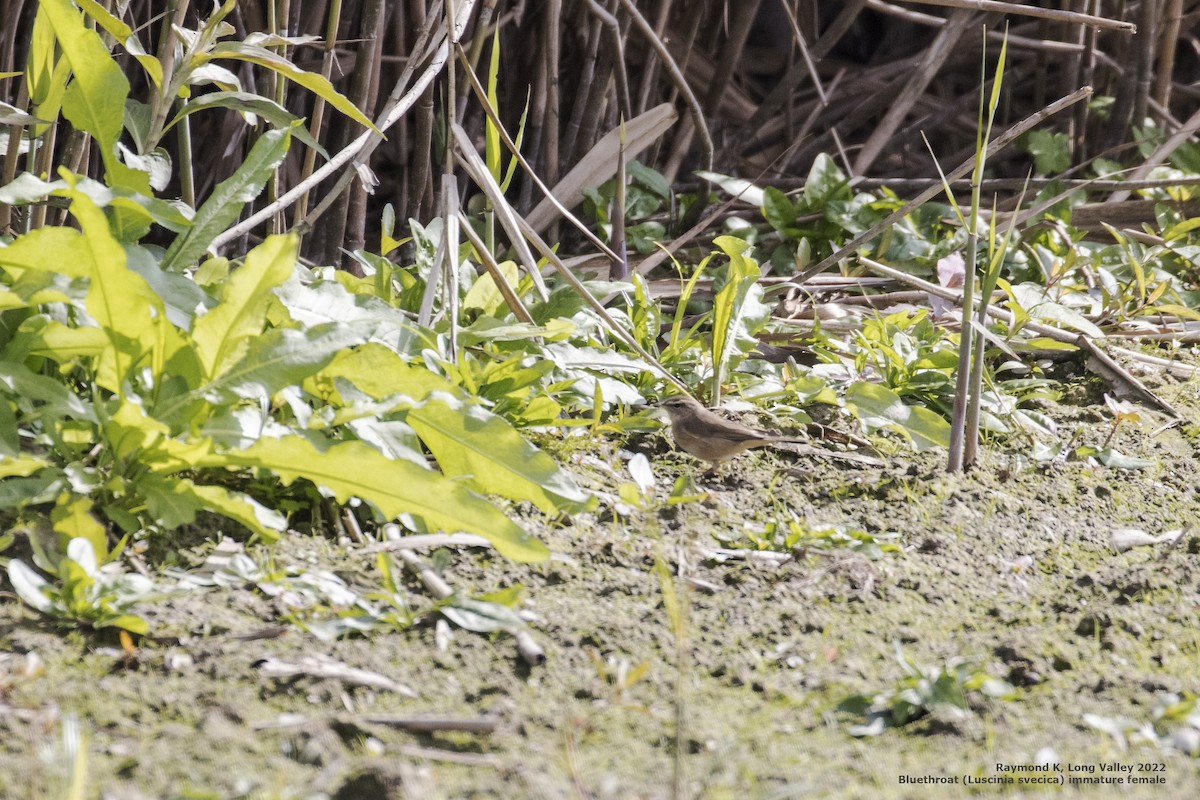 Bluethroat - ML413052381