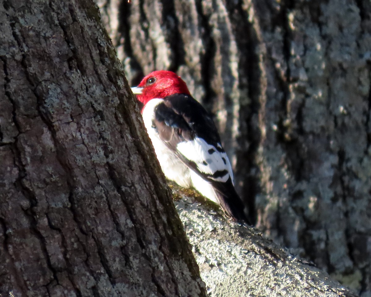 Red-headed Woodpecker - ML413053601