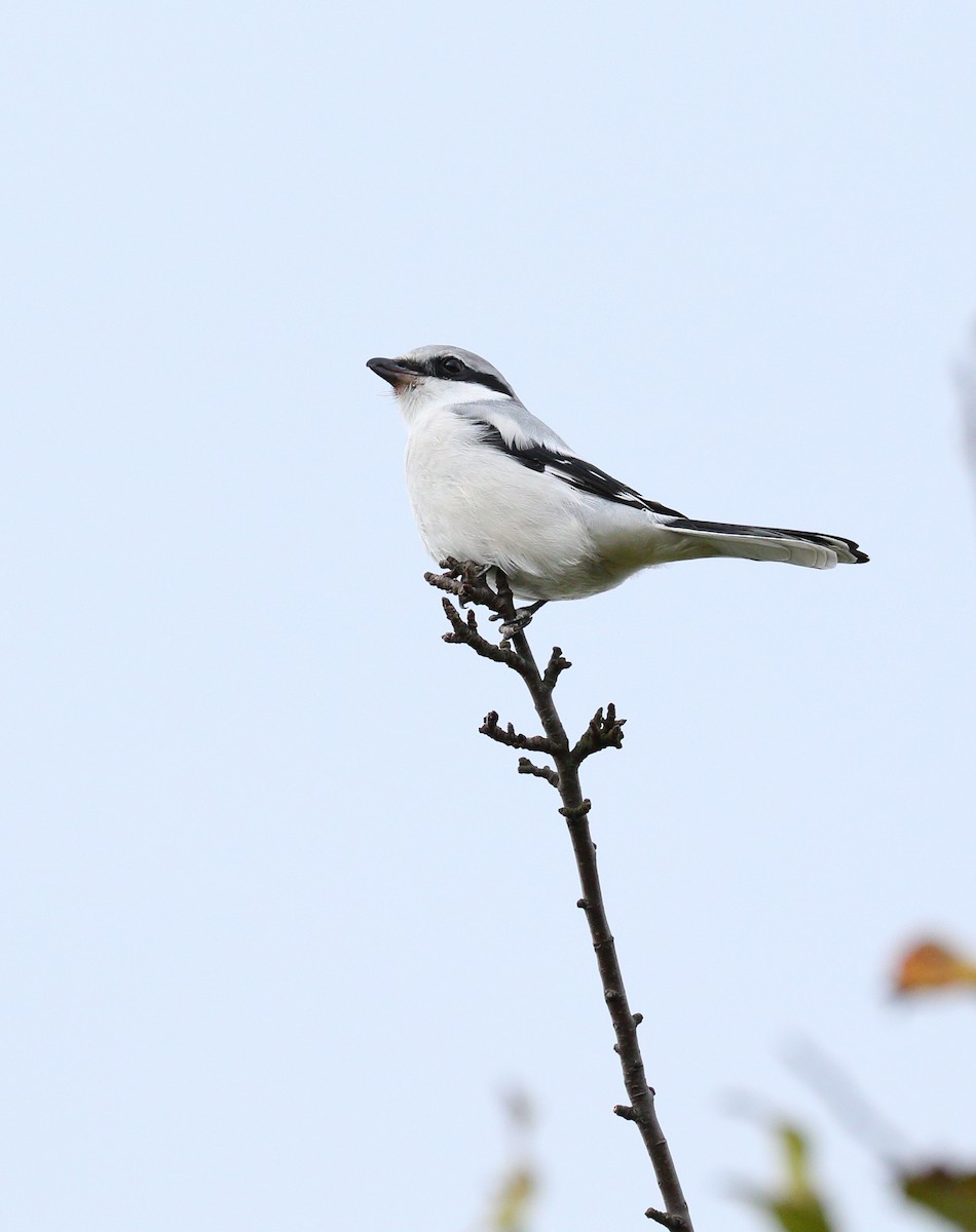 Great Gray Shrike - Marcin Dyduch