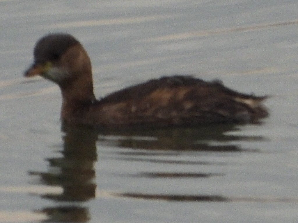 Little Grebe - Ivan V