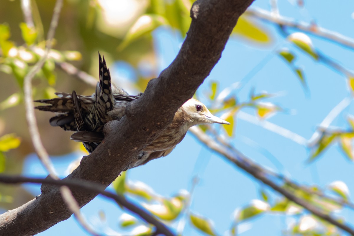 Yellow-crowned Woodpecker - Vedant Sapra