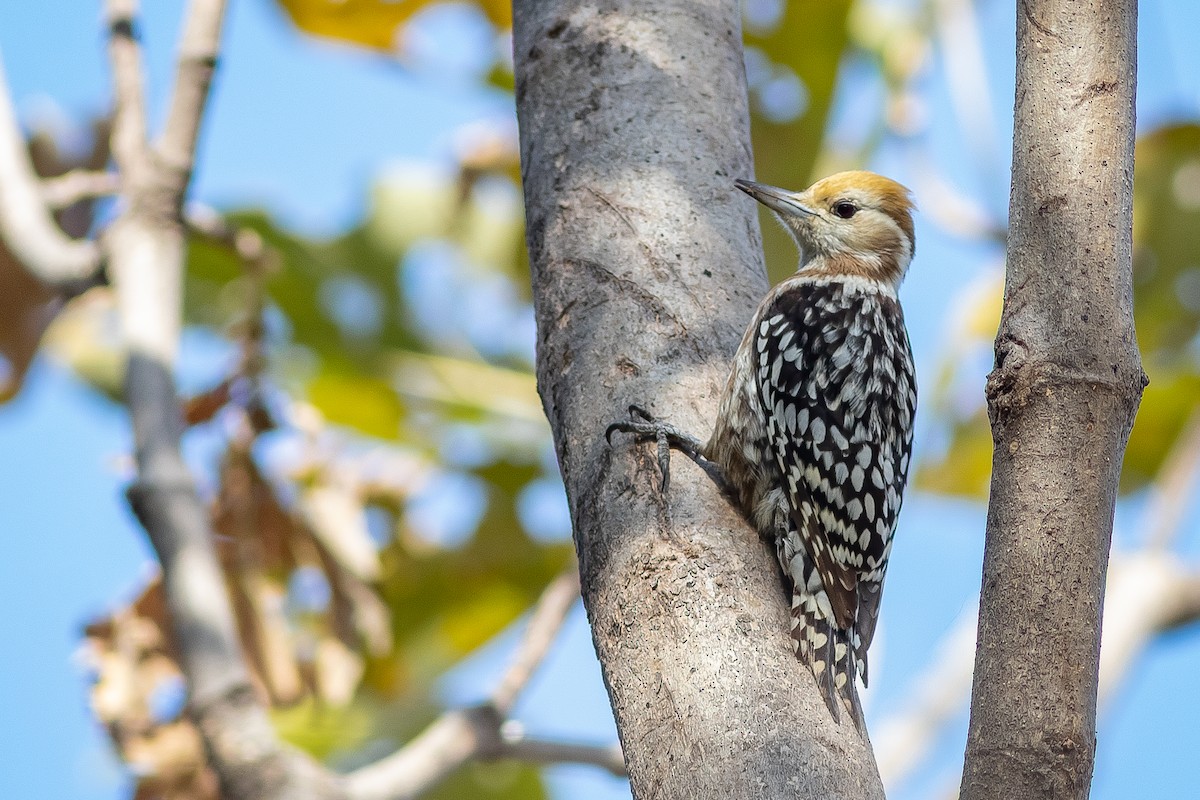Yellow-crowned Woodpecker - ML413055471