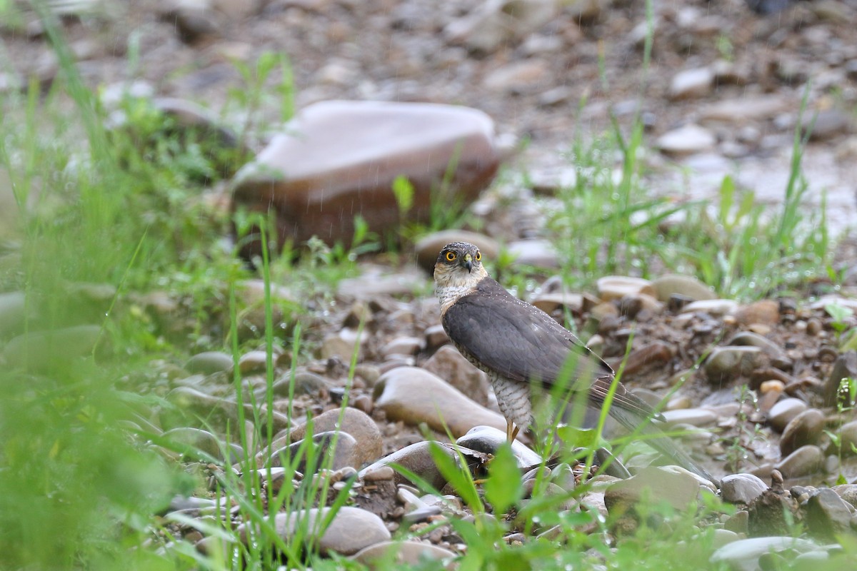 Eurasian Sparrowhawk - ML413056131