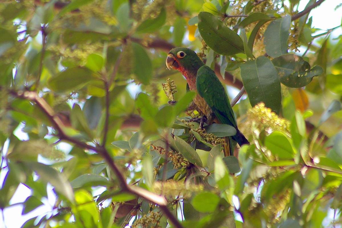 Olive-throated Parakeet - ML413056521