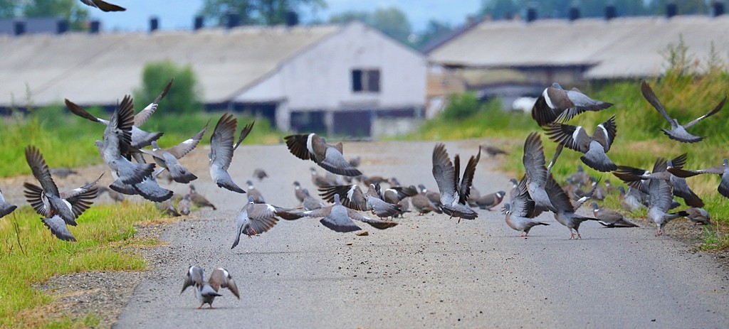 Pigeon ramier - ML413056761