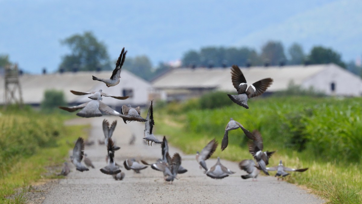 Pigeon ramier - ML413056791