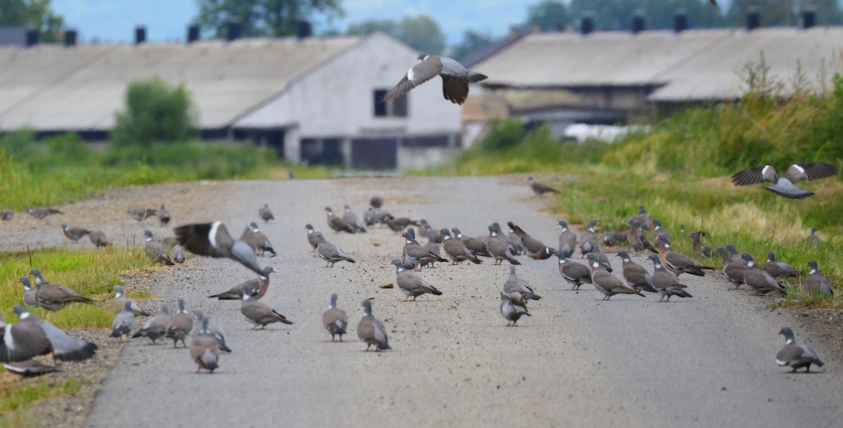 Common Wood-Pigeon - ML413056811