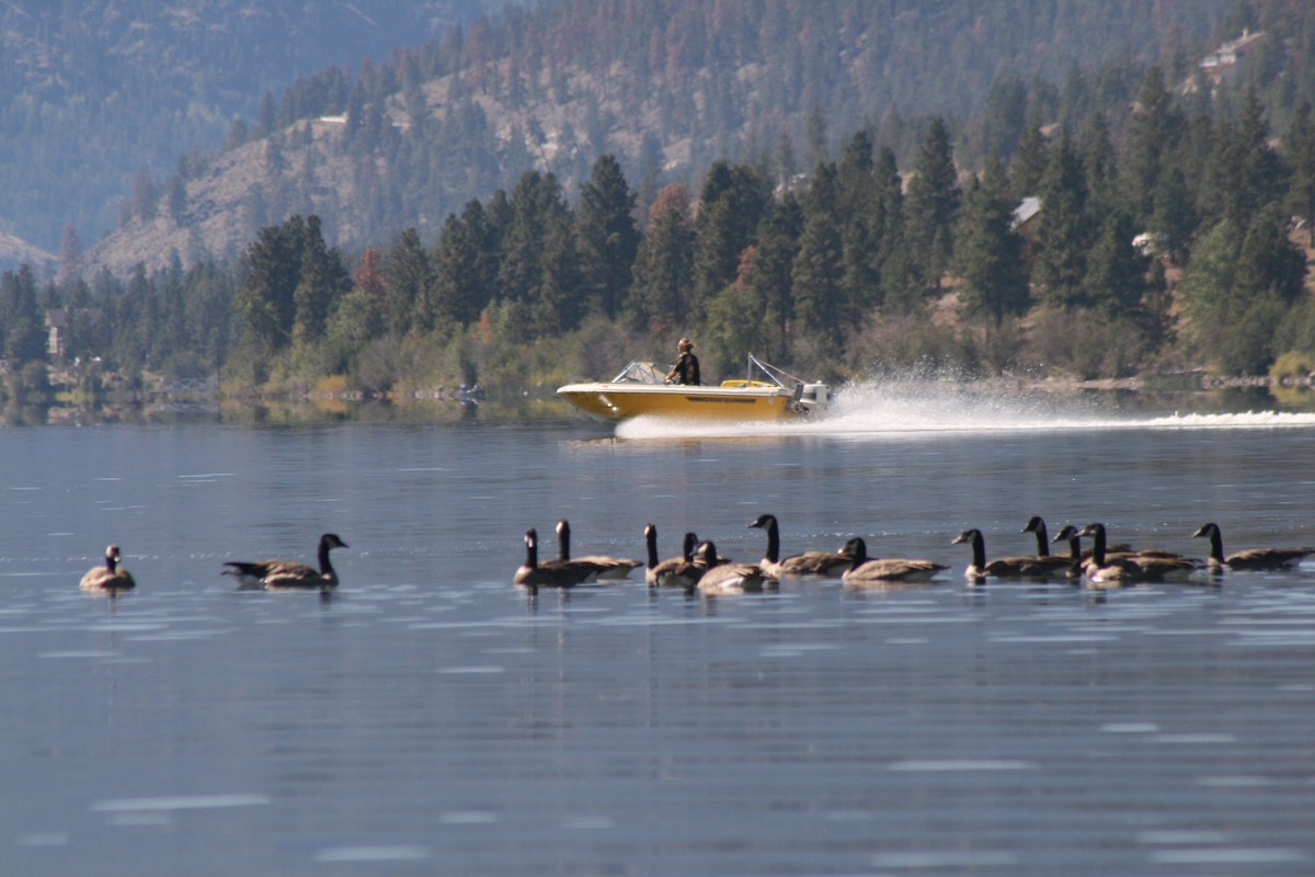 Branta kanadar handia - ML413057811