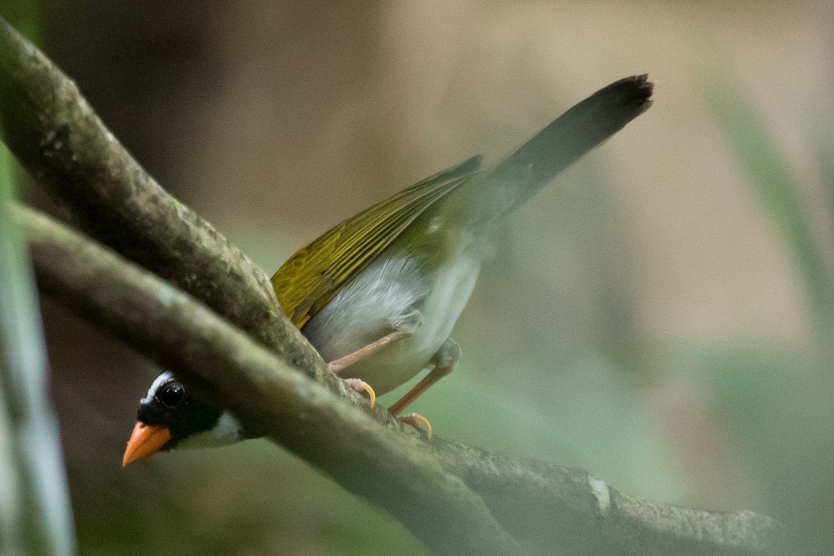 Orange-billed Sparrow - Ian Burgess