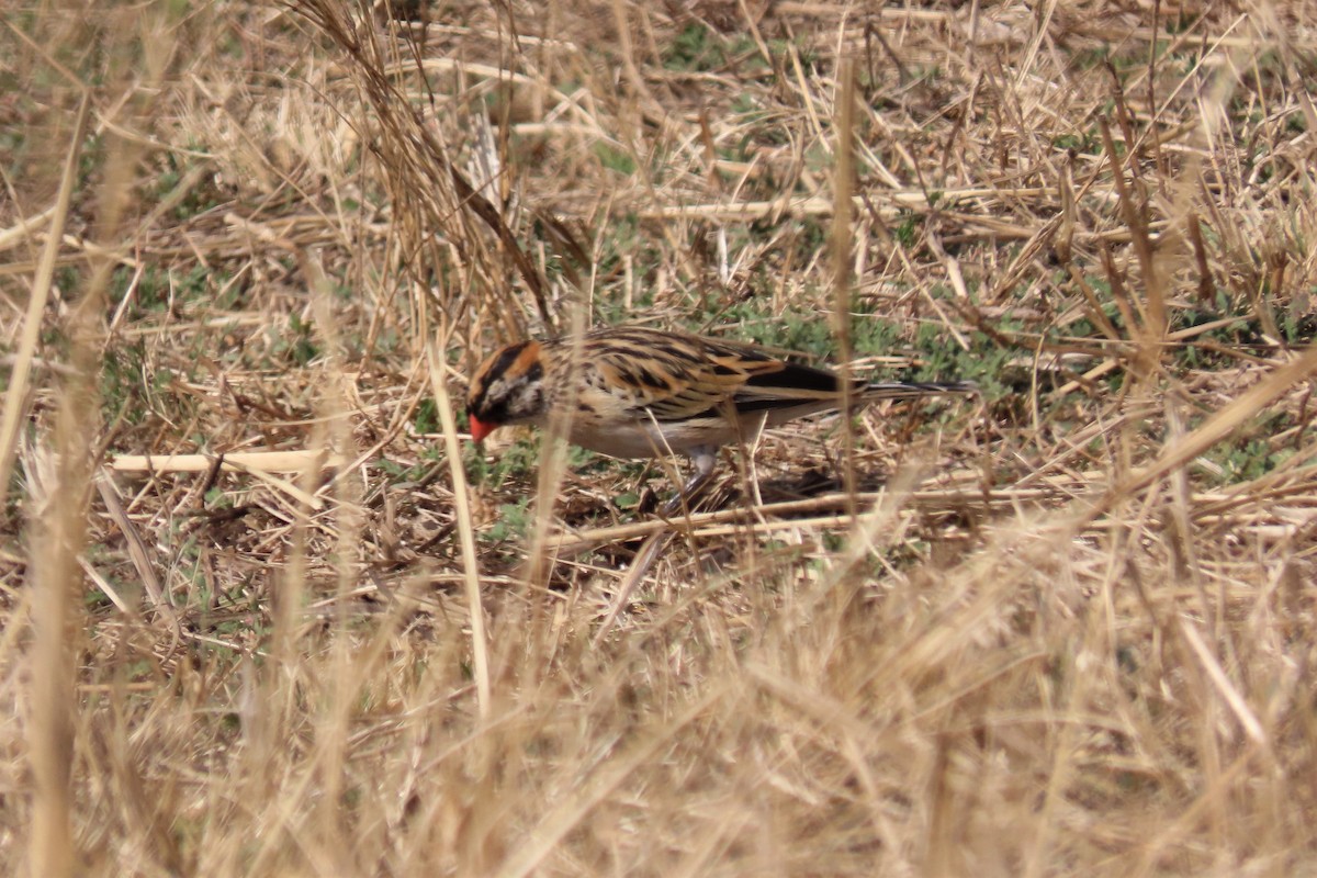 Pin-tailed Whydah - ML413060231