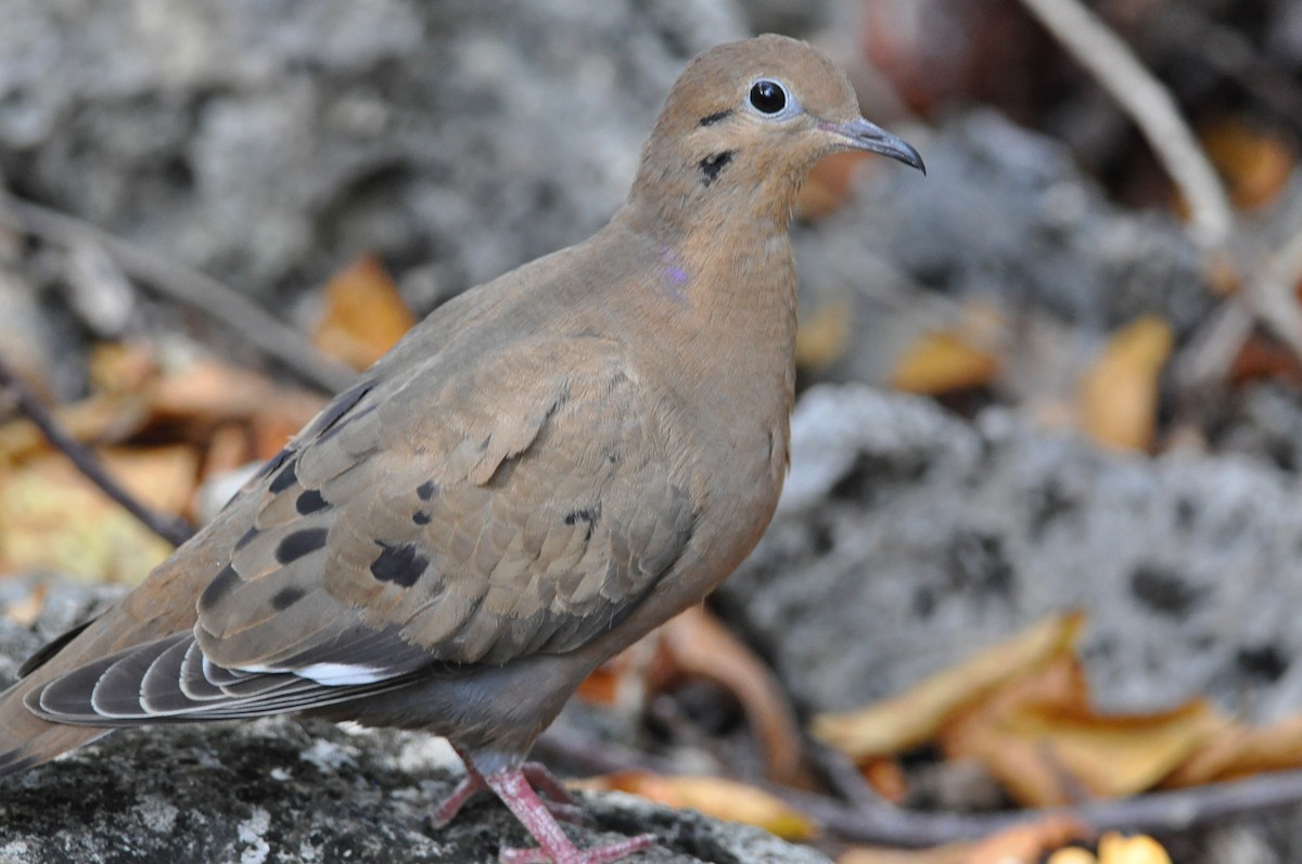 Zenaida Dove - ML413060811