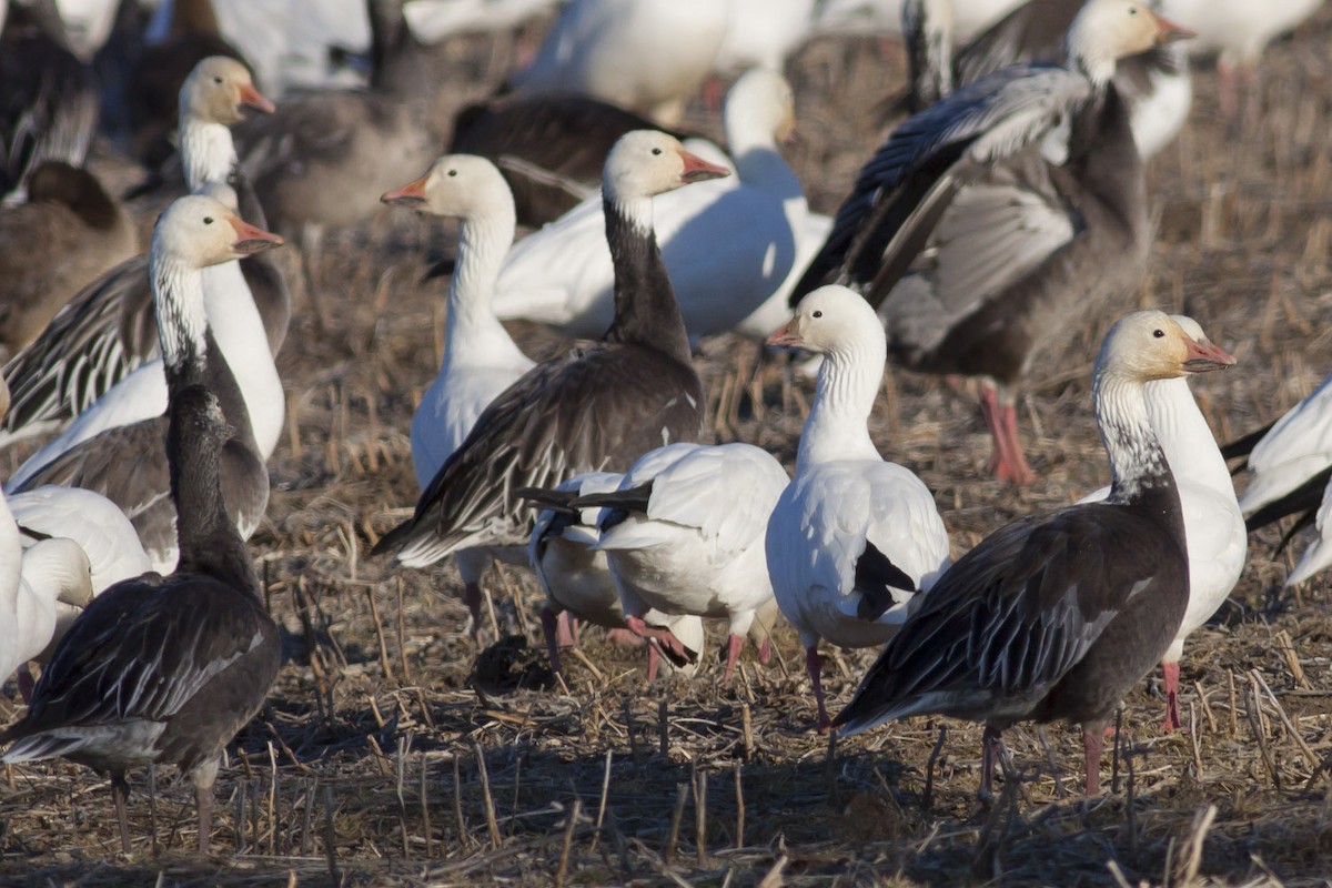 Ross's Goose - ML41306111