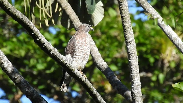 Broad-winged Hawk - ML413061951