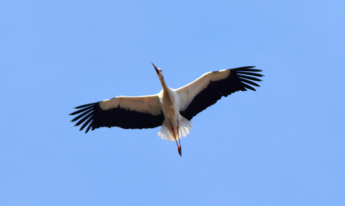 White Stork - Luís Santos