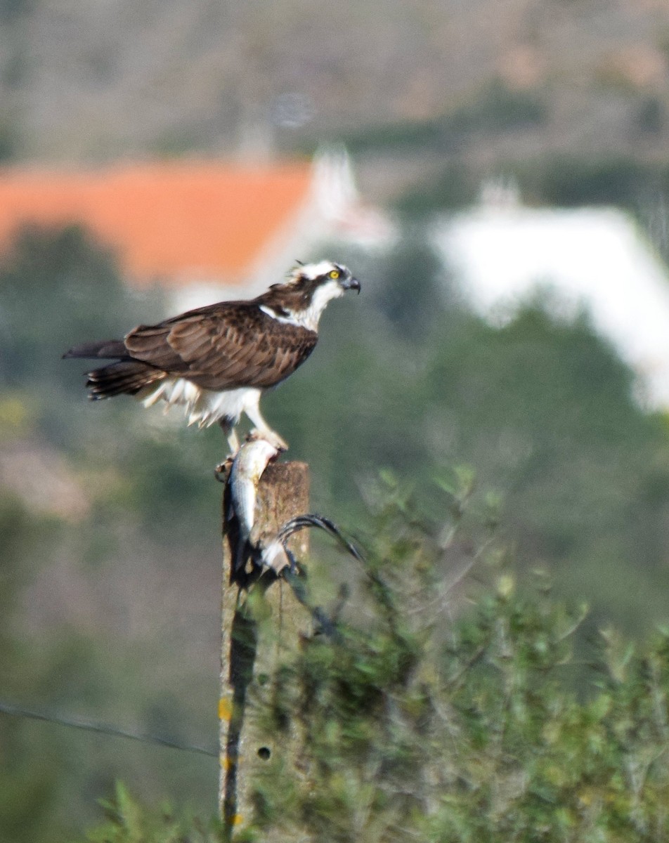 Balbuzard pêcheur - ML413062791